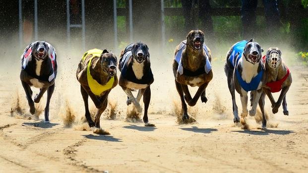Derechos de perros y argumentos para la mona