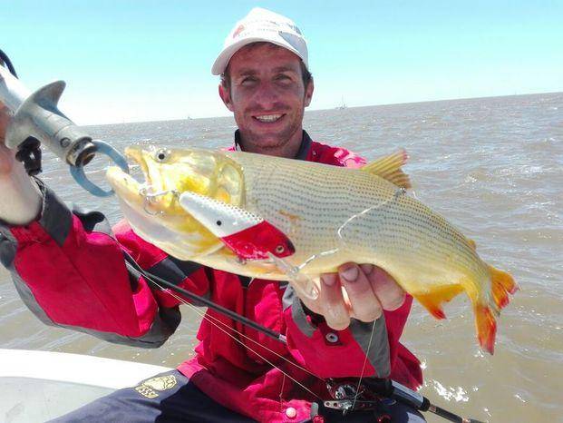 Doradillos en nuestra zona del Río de la Plata