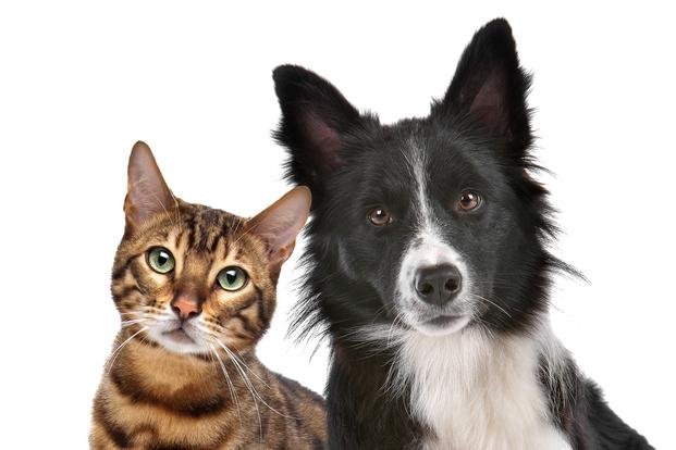 Perro o gato ¿Cuál es más listo?