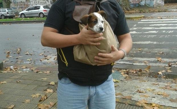 Estudian que perros y gatos puedan viajar en los micros de la Región