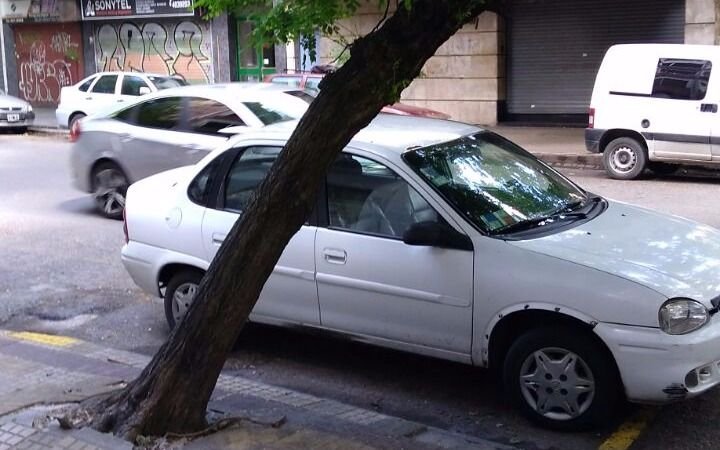 Advierten por árbol "a punto  de caer" en 56, 8 y 9