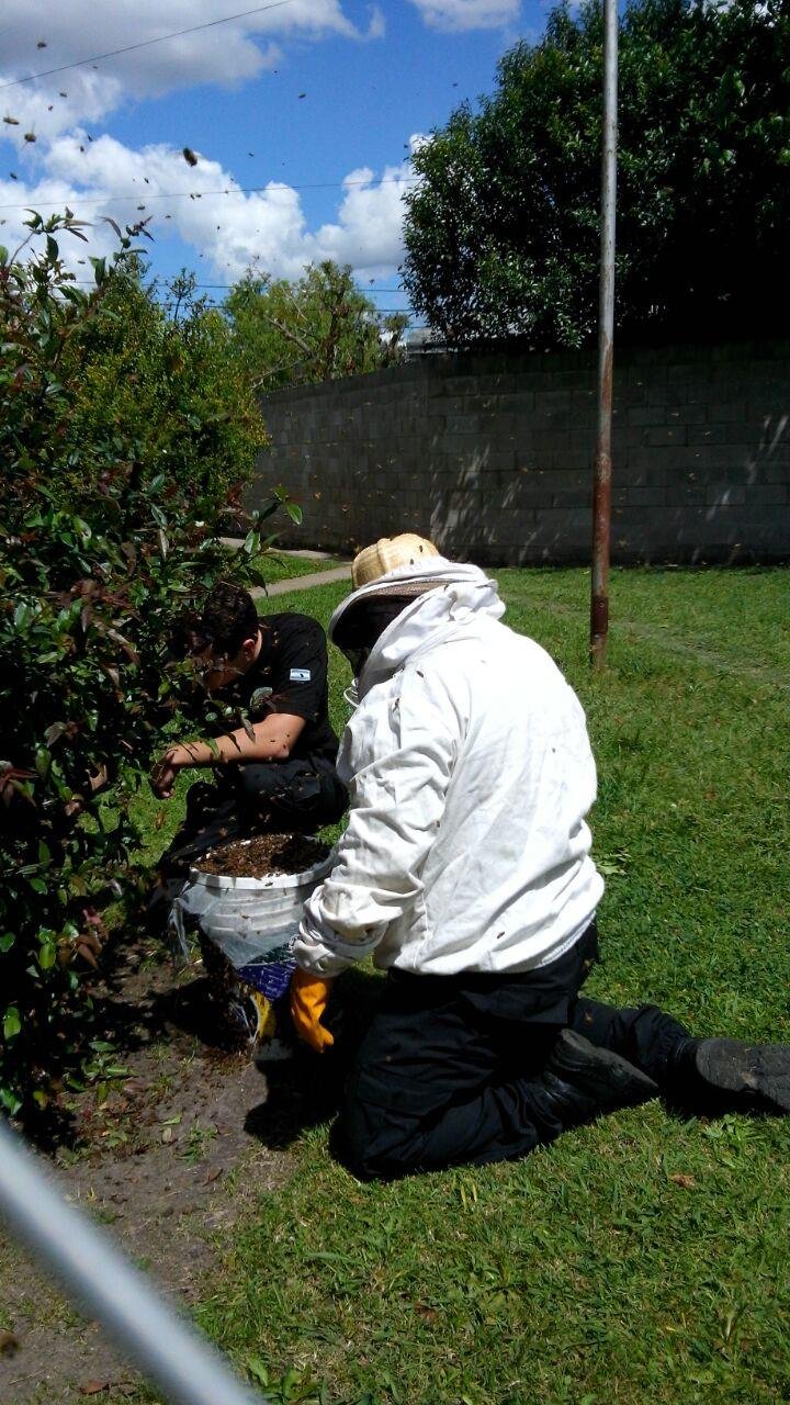 Enjambre de abejas tuvo a maltraer a vecinos de Gonnet