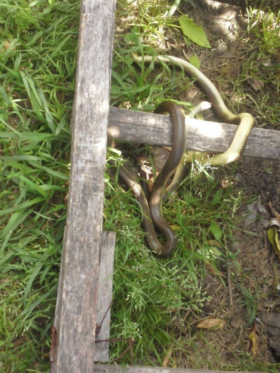Invasión de víboras en una casa de Los Hornos