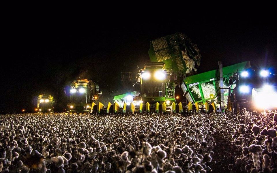 La imagen viral de un campo de algodón que parece un festival de música