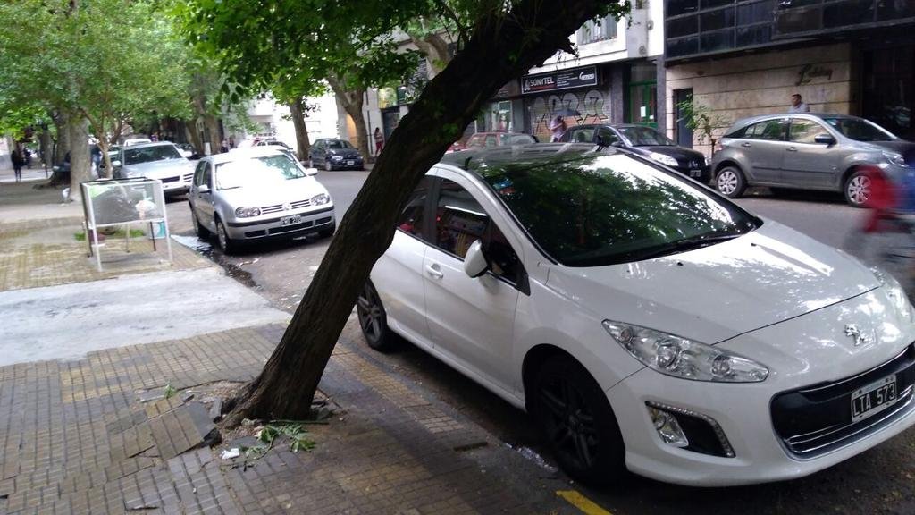 La “genuflexión” del árbol de 28 y 31 alarma a los vecinos