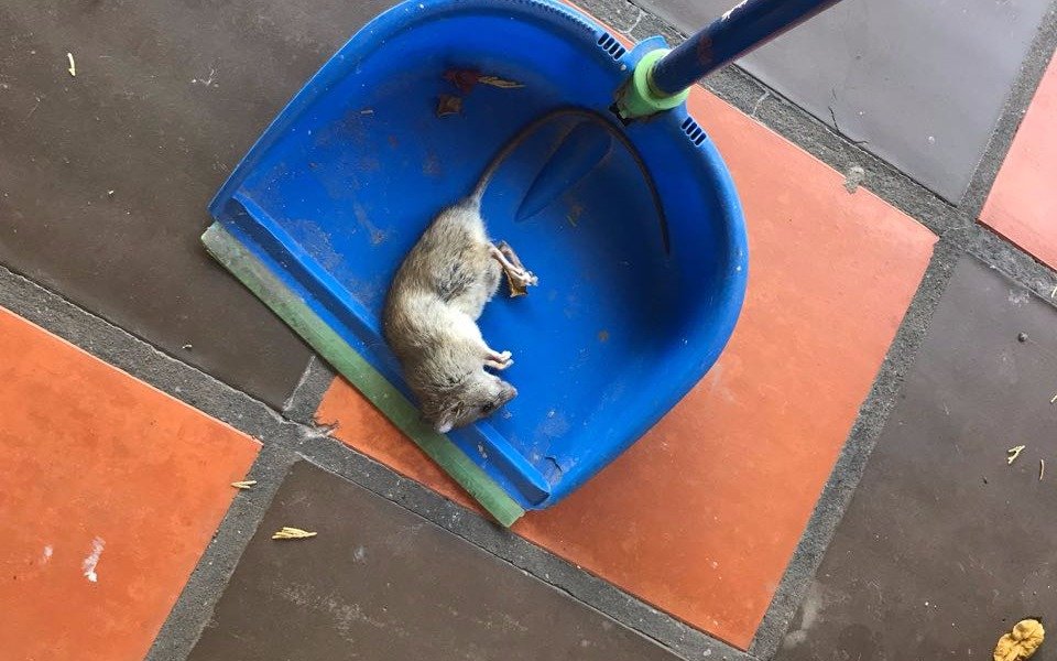 Queja por invasión de ratas  en 503, 14 y 15