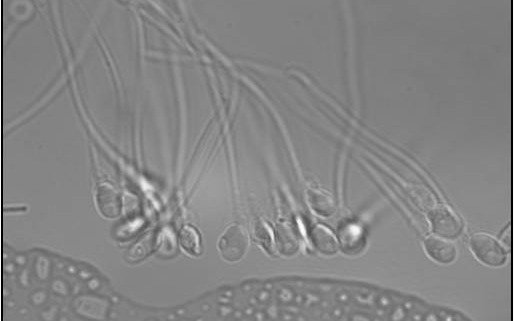 Investigadores alemanes descubren cómo navegan los espermatozoides