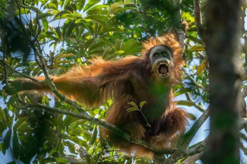 Científicos descubrieron en Sumatra una nueva especie de orangután: el Tapanuli