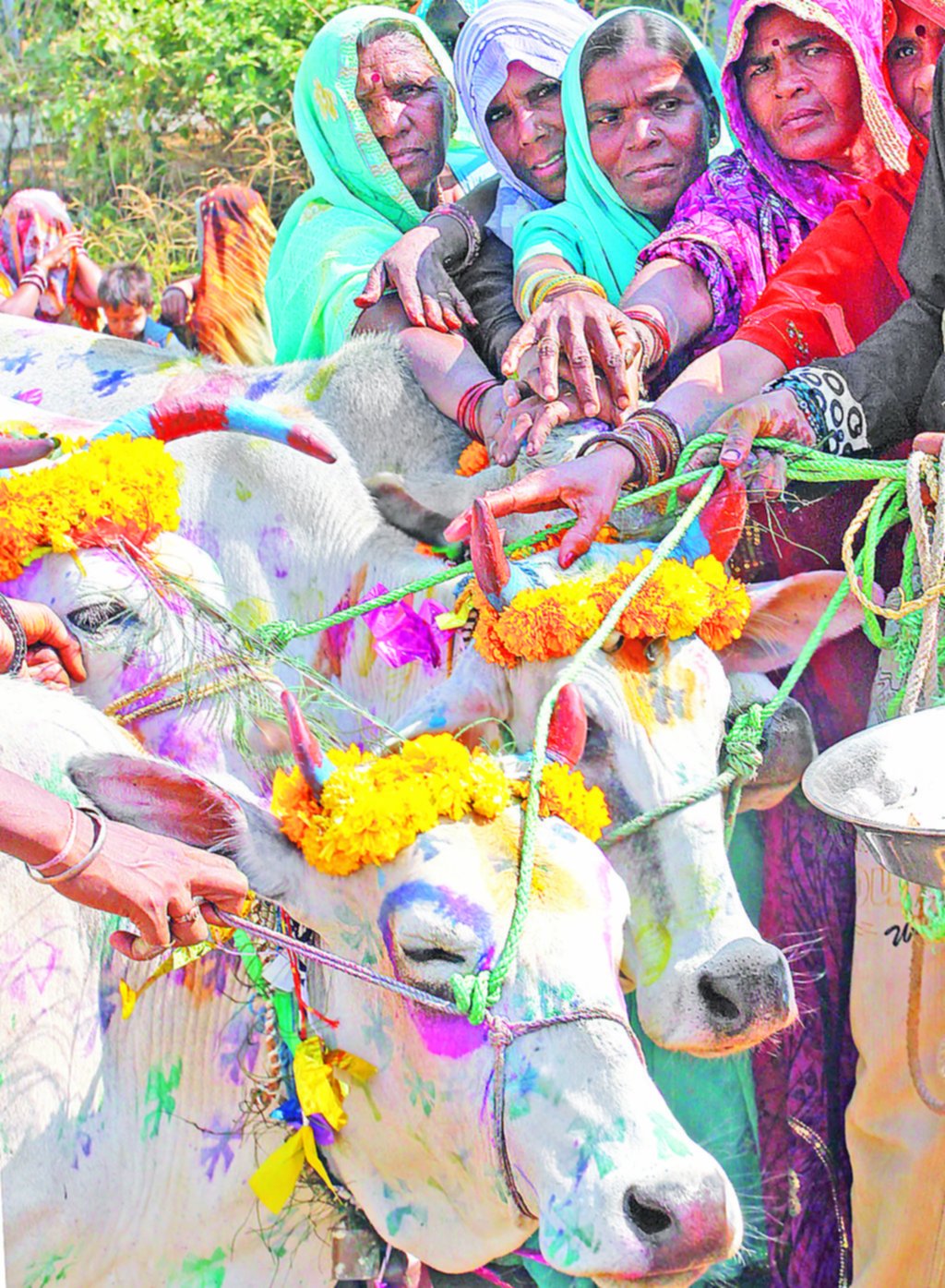 Las vacas sagradas en la India, un asunto de Estado que hasta desata linchamientos