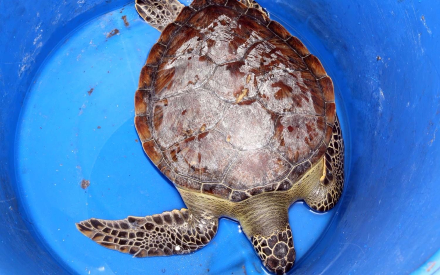 Defensa Civil rescató una tortuga Marina en la ribera quilmeña