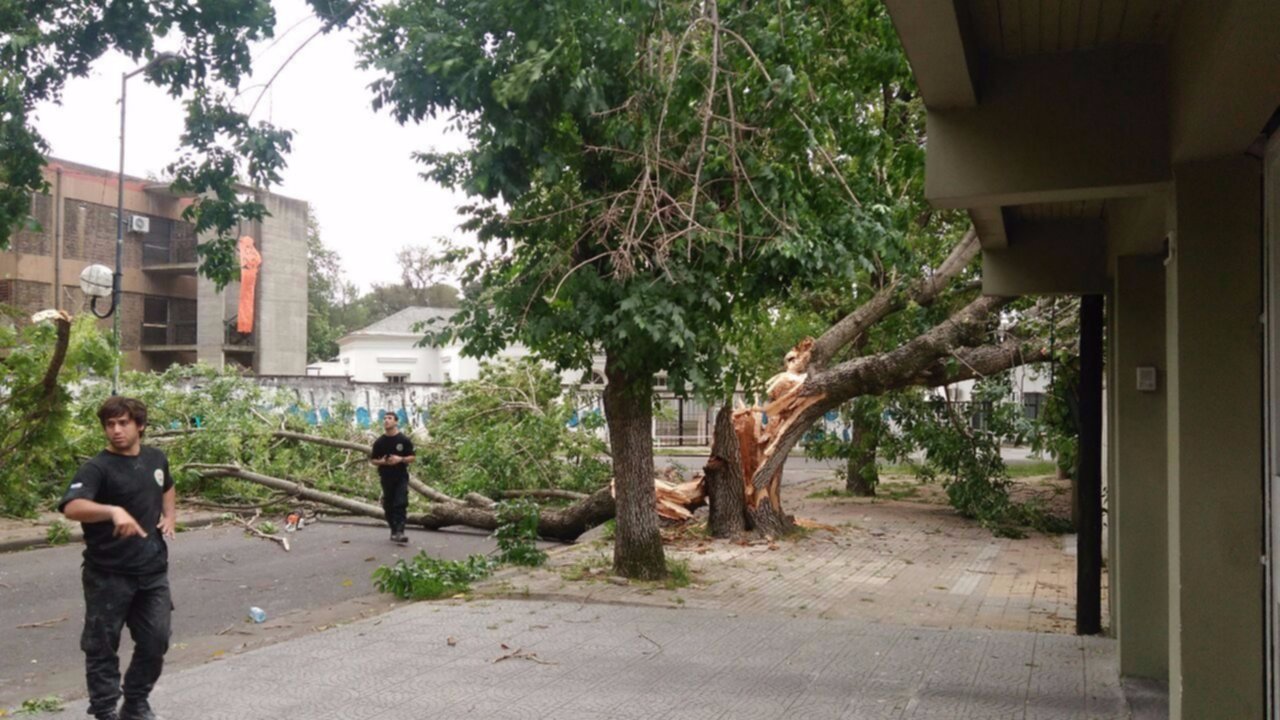 Cayó un árbol en El Mondongo por el intenso viento