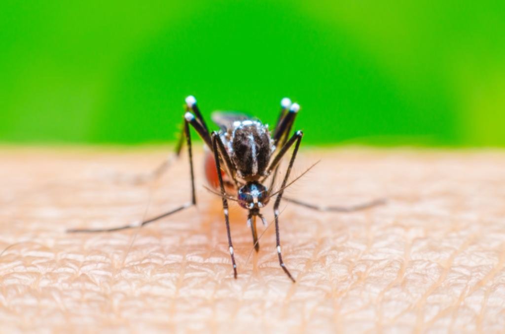Bajan los nacimientos en Brasil y se lo atribuyen al virus del Zika que transmite un mosquito