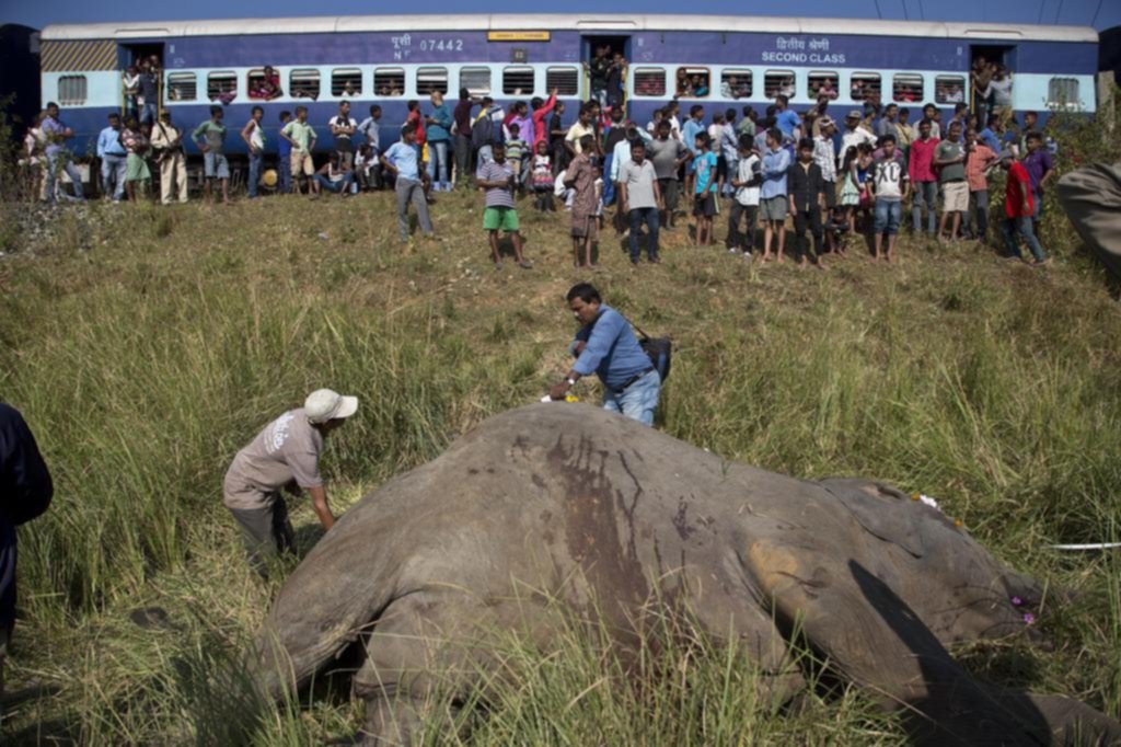 Un tren chocó con elefantes en otra ciudad de la India y los pasajeros salieron ilesos