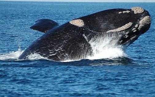 Trazan el camino de las ballenas australes por el Atlántico utilizando dispositivos satelitales