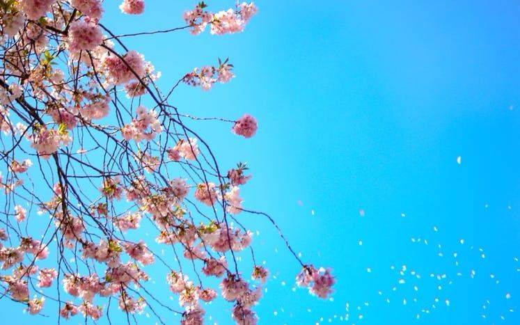 Volvió la primavera
