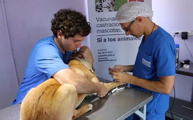En San Isidro la castración y vacunación de animales es gratuita