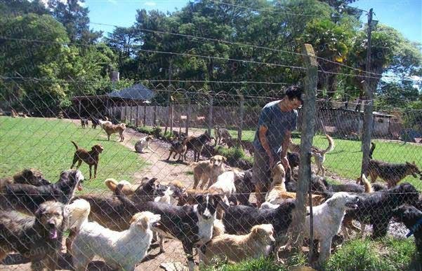 Angustia en hogar para 600 perros
