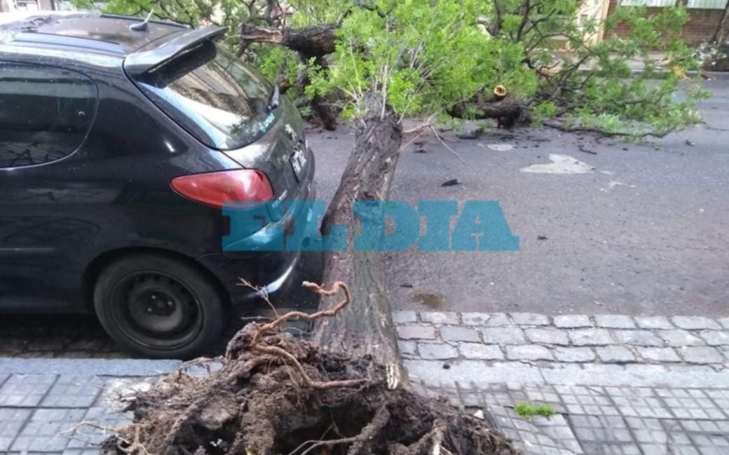 ¡Qué suerte!: por centímetros se salvó de que un árbol cayera sobre su auto en 6 y 45