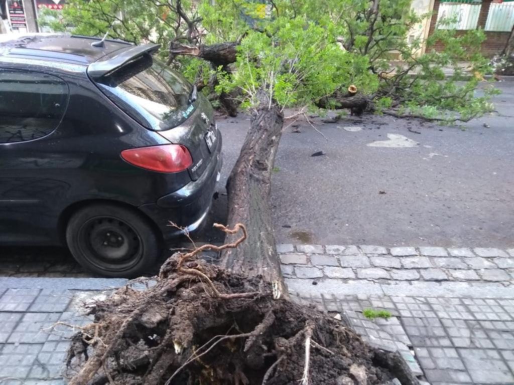 Un árbol se desplomó y auto se salvó por muy poco en 6 y 45
