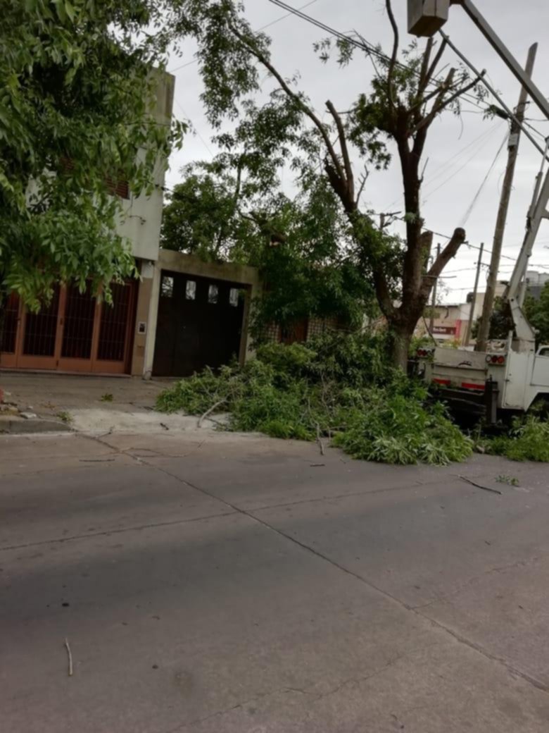 Otra intervención mutilante de un árbol en La Loma