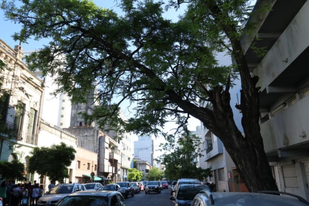 Inquietud por enorme y añejo árbol que está inclinado en 45 entre 1 y 2