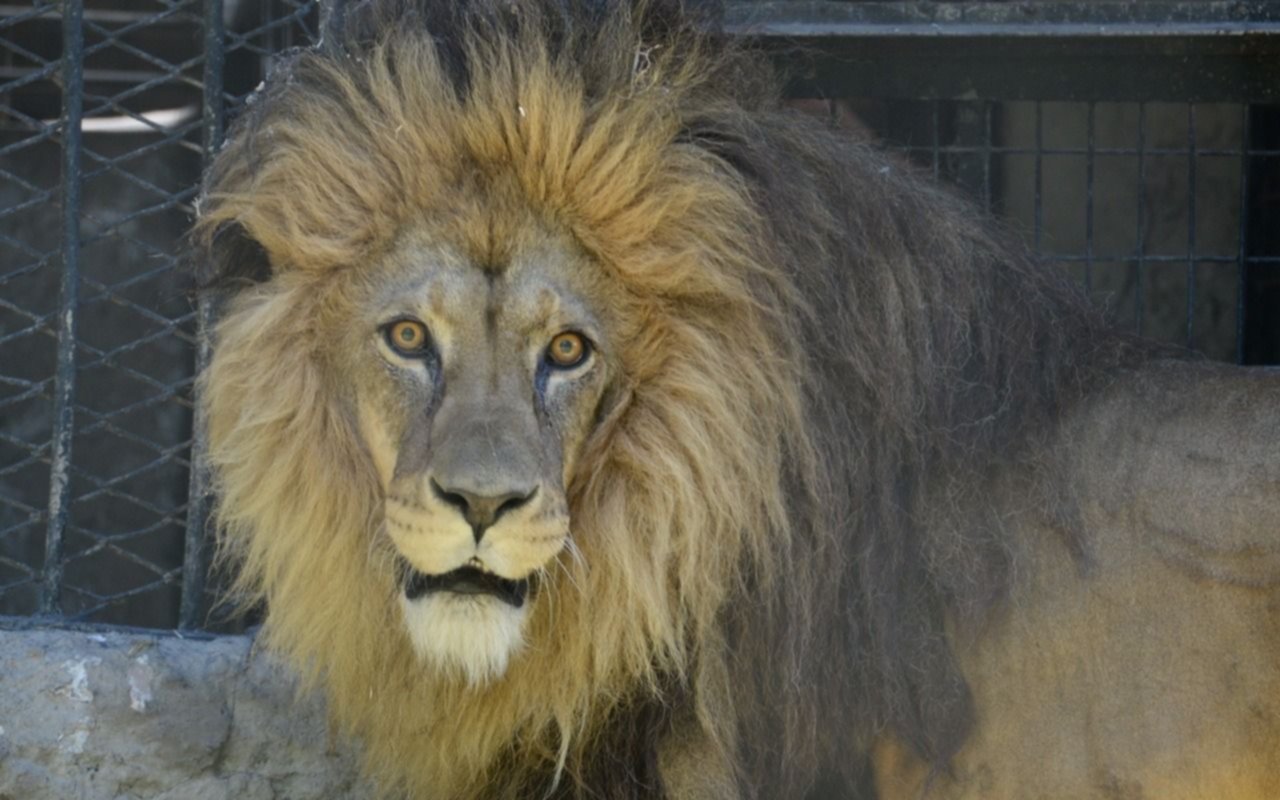 Mansa, la leona del Bioparque, recibió a su hermano Melena para ser trasladados