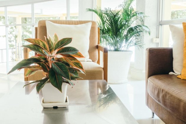 Feng Shui con plantas