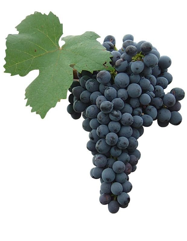 La Aspirant Bouschet, una uva que muy pocos conocen