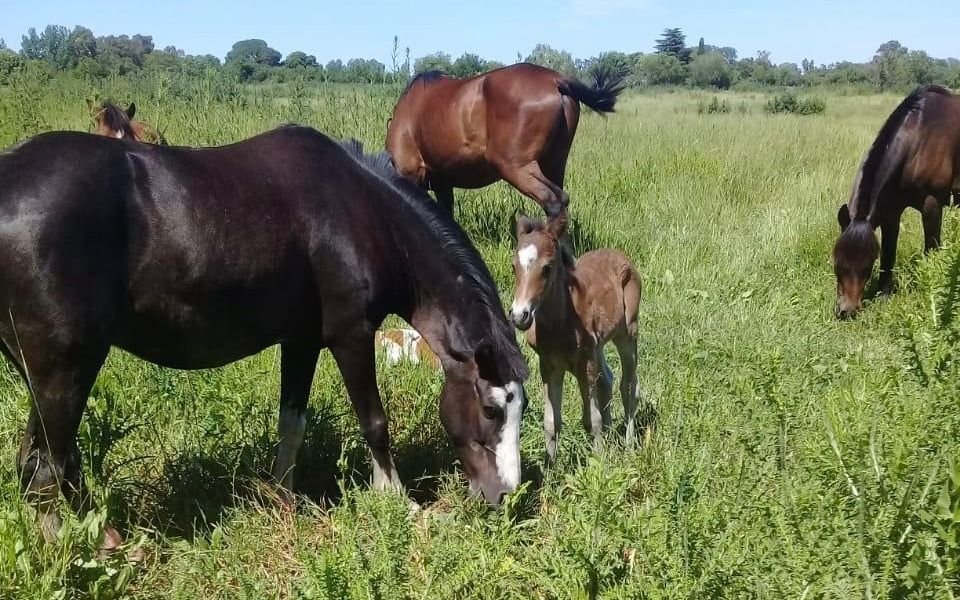 Nacieron dos caballos de yeguas que habían sido rescatadas y recuperadas
