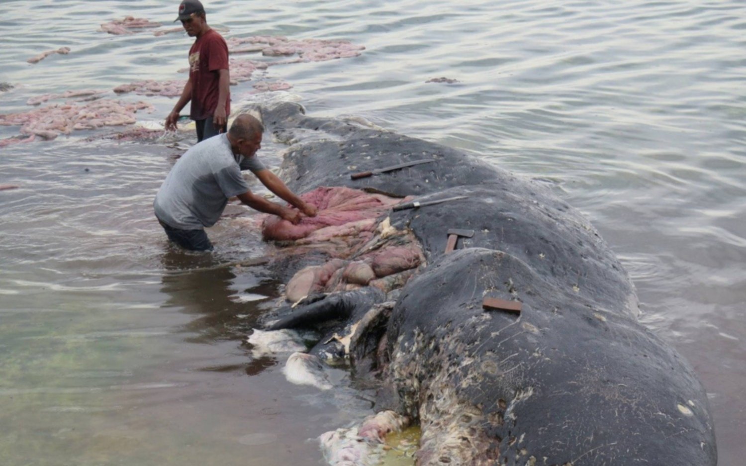 Encuentran seis kilos de plástico en el estómago de una ballena