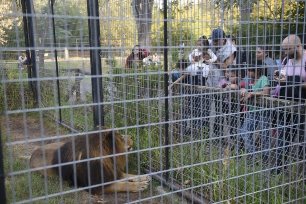 Triste adiós en el ex Zoológico local por la muerte del histórico león “Nico”