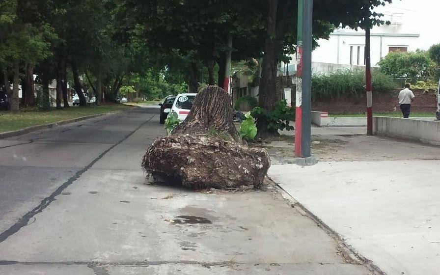 Peligro por un enorme tronco en plena calzada de la 19