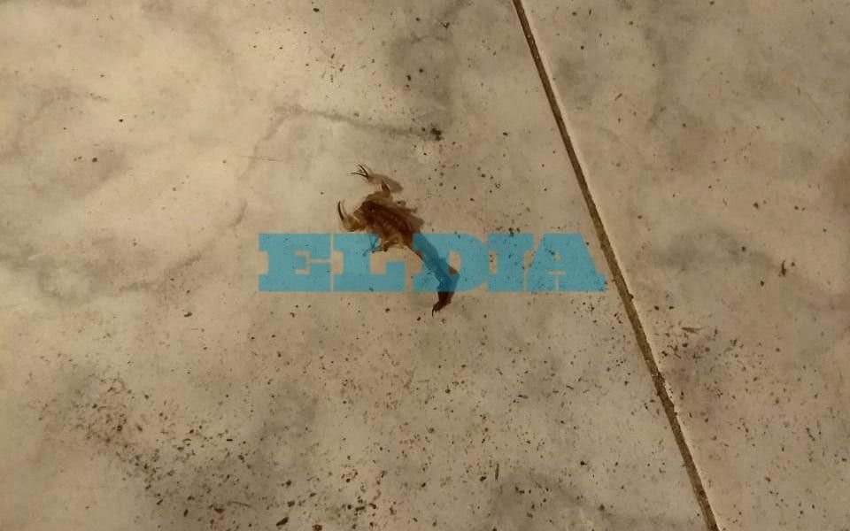 Los alacranes llegaron a Los Hornos y los vecinos se ponen en alerta