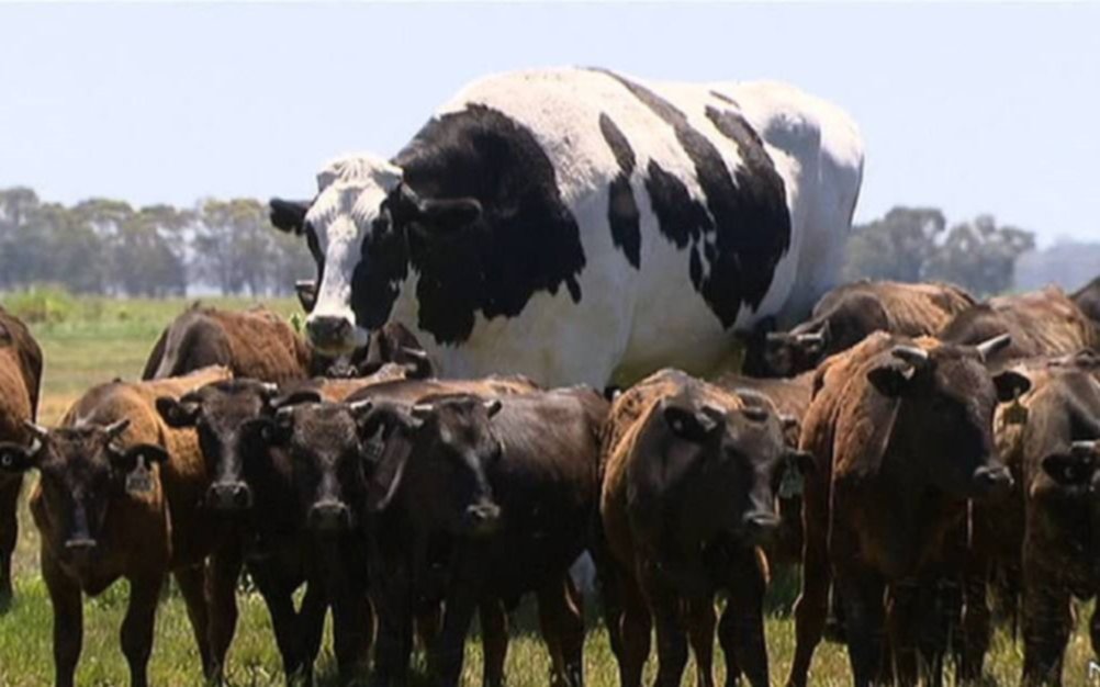 Una vaca gigante sorprende en una granja de Australia
