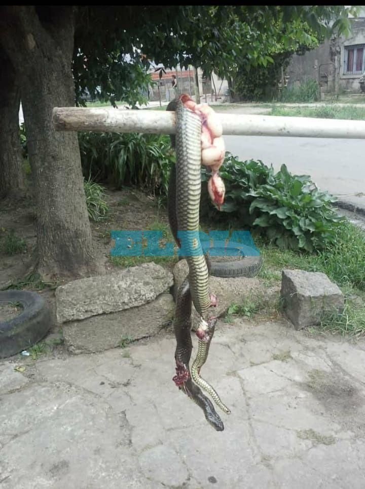 Susto en Altos de San de Lorenzo: apareció una víbora enorme en el patio de una casa