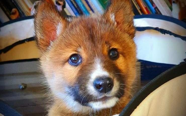 Apareció en su patio lo que parecía un cachorrito herido, pero era una extraña especie