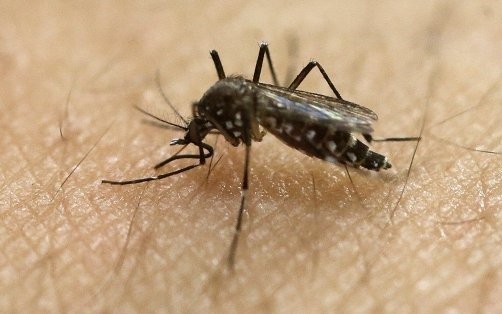Afirman que el dengue alcanzó su máximo histórico en América Latina