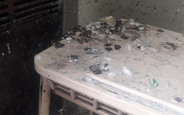 Se agudiza la crisis por las palomas y en el Normal 1 no habrá clases en toda la semana