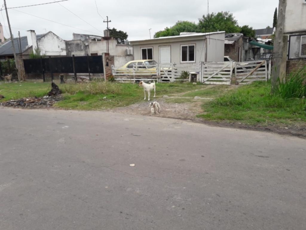 Perros sueltos que ponen en jaque a todo un barrio