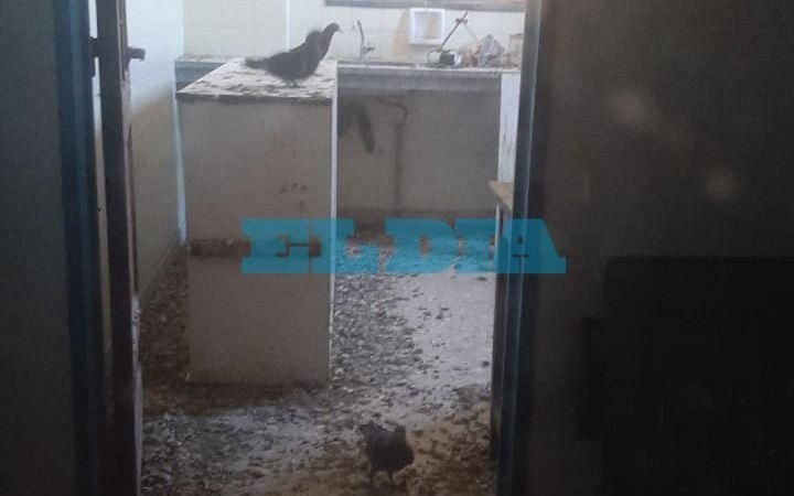 Otra escuela de La Plata en riesgo sanitario: "Se convirtió en un palomar y en un nido de ratas"