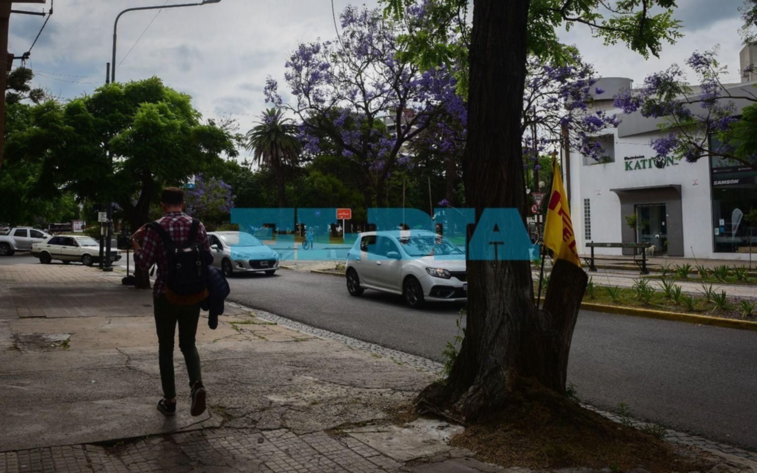 Veredas en jaque por el crecimiento de las raíces de los árboles
