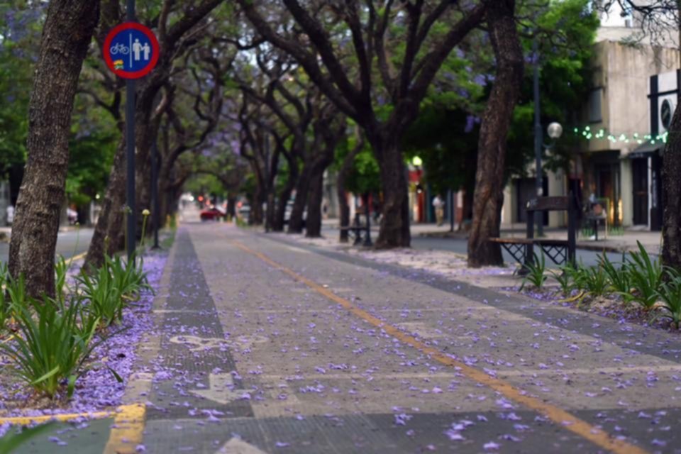 Mantendrán por tres días la “alfombra violeta” que distingue en primavera la diagonal 73