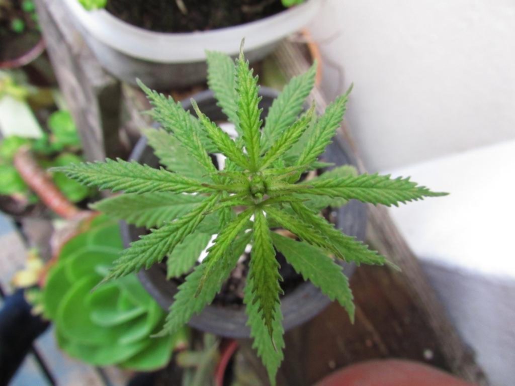 Aprobaron en Viedma el autocultivo de cannabis medicinal