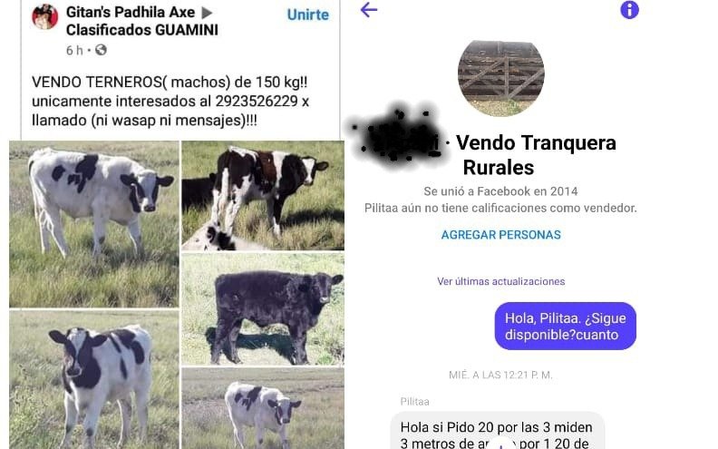 Les usurparon el tambo hace dos años, arman cooperativas y venden sus vacas por Facebook