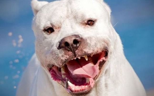 Tragedia en Ensenada: un dogo mató a una nena de 2 años