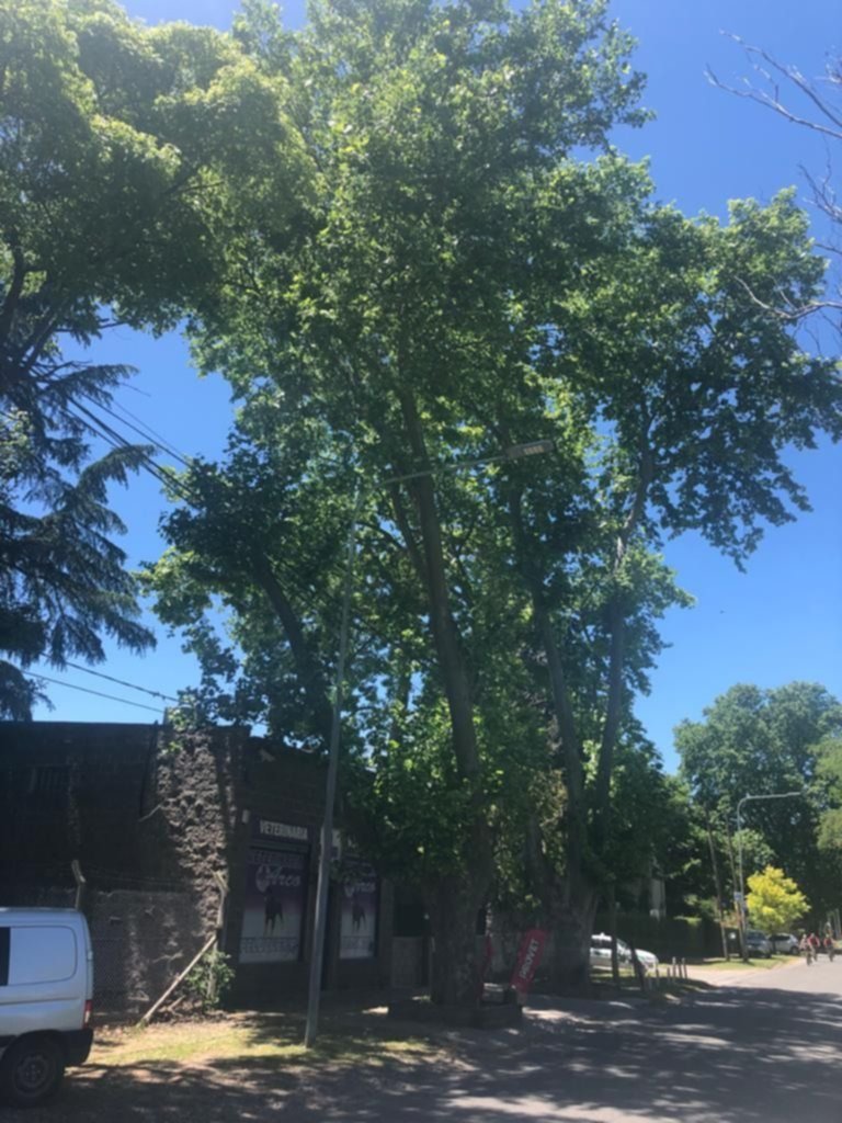 Villa Castells: pide por dos árboles con peligro de que causen una tragedia