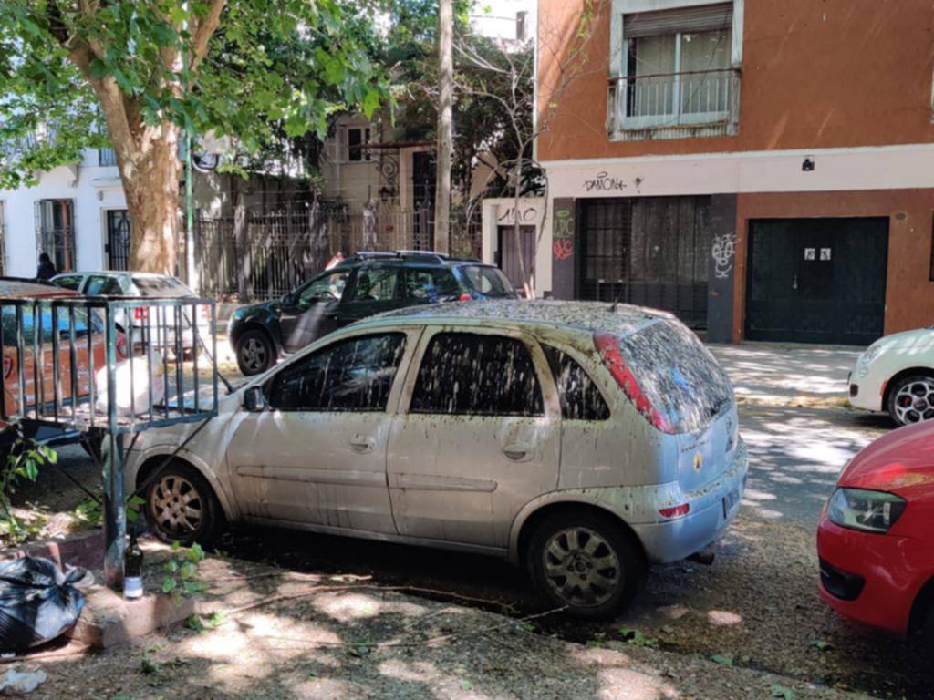 Suciedad y olor por los estorninos en 43 entre 9 y 10: piden medidas