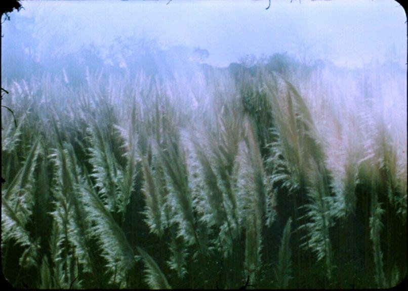 Semana del Film Experimental: la muestra de cine que se le planta a la pandemia