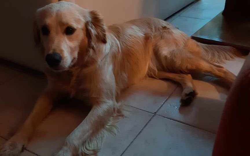 Buscan a la familia de un Golden que fue hallado en la zona de Plaza España