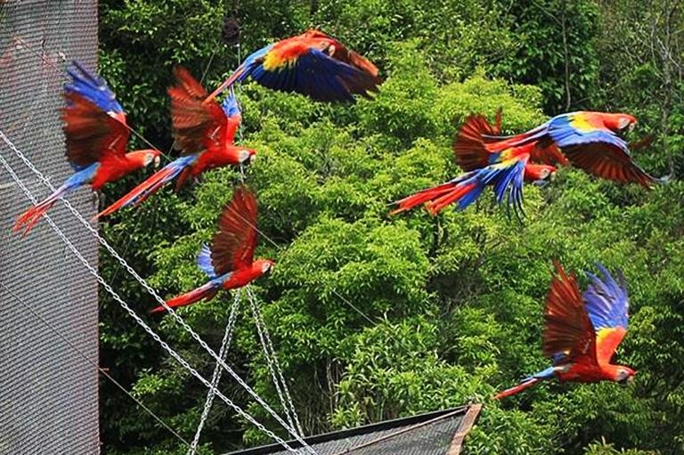 La vuelta de los guacamayos, el gigante de los mil colores